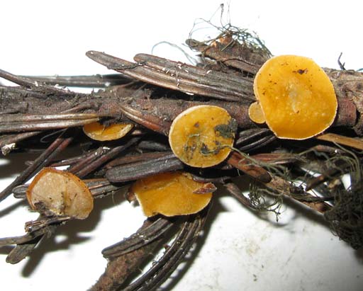 Pithya vulgaris
